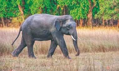 'ओंकार' हत्तीचा इन्सुलीत हैदोस; हल्ल्यात म्हैस ठार....वासरू गंभीर जखमी....शेतकऱ्याचे लाखाचे नुकसान