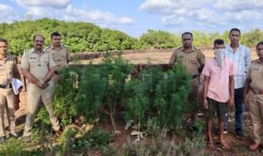 देवगड तालुक्यात गांजा लागवडीविरोधात पोलिसांची धडक कारवाई
