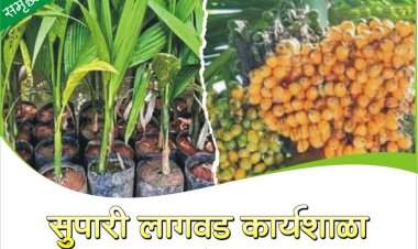 कणकवलीत ७ जून रोजी सुपारी लागवड कार्यशाळा.....३१ मे पर्यंत नोंदणी करणाऱ्यांना विशेष सवलत