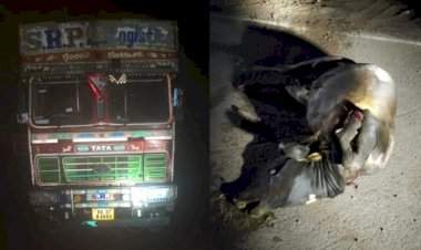वझरे येथे ओव्हरलोड ट्रकखाली बैल चिरडला.....ग्रामस्थ आक्रमक....रात्रीची अवैध वाहतूक बंद करण्याची मागणी