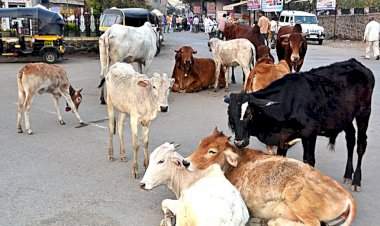 मालवणमध्ये मोकाट गुरांचा बंदोबस्त.....नगरपरिषदेची धडक कारवाई