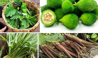 सावंतवाडीत आजपासून रानभाज्या महोत्सव