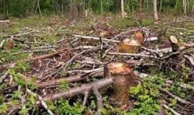 अवैध वृक्षतोडीच्या तक्रारींवर तातडीने कार्यवाही करा....जिल्हास्तरीय नियंत्रण समिती व सावंतवाडी-दोडामार्ग टास्क फोर्सच्या बैठकीत निर्देश