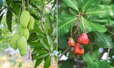 हवामान बदलाचा फटका.....आंबा-काजू बागांचे कीड व रोगांपासून रक्षण करण्यासाठी कृषी विद्यापीठाचे आवाहन