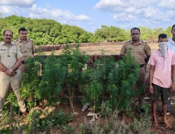 देवगड तालुक्यात गांजा लागवडीविरोधात पोलिसांची धडक कारवाई