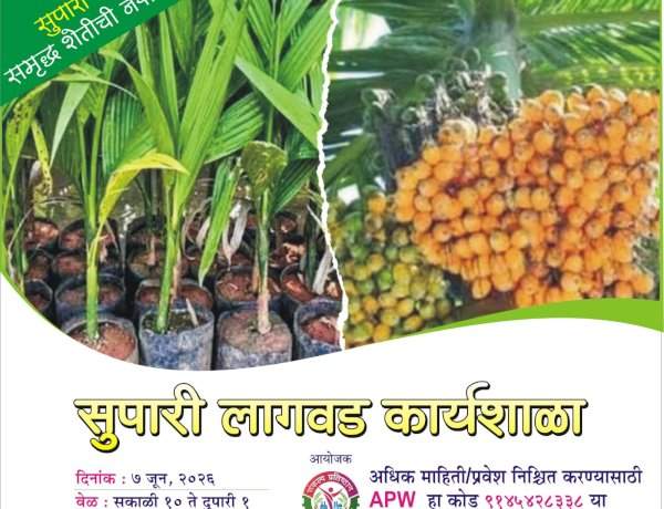 कणकवलीत ७ जून रोजी सुपारी लागवड कार्यशाळा.....३१ मे पर्यंत नोंदणी करणाऱ्यांना विशेष सवलत