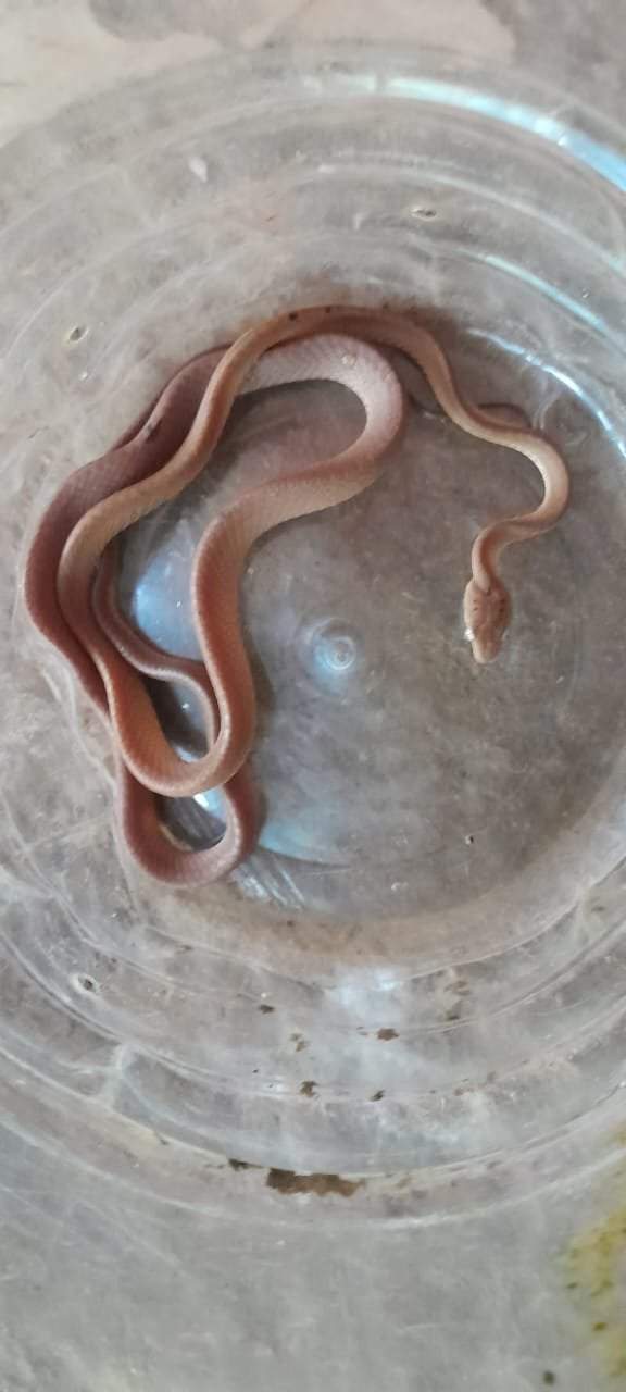 तुळस मध्ये आढळला नीम विषारी फोस्ट्रेन कॅट स्नेक.