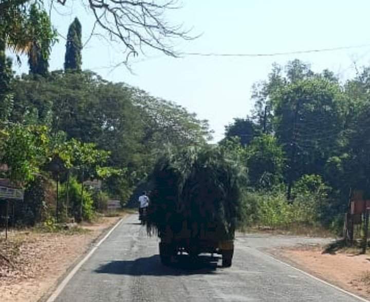 सागरतीर्थ ग्रामपंचायतीच्या नाकासमोर होते सुरूच्या झाडांची अवैध वृक्षतोड.