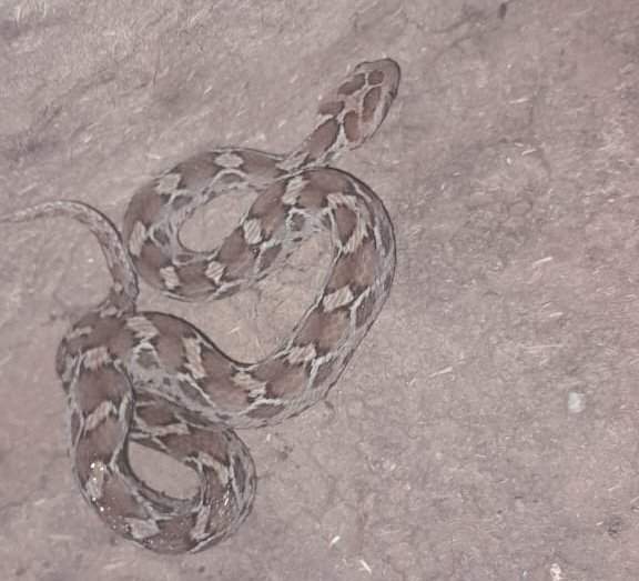 दुर्मिळ होत चाललेल्या फुरसे जातीच्या सापाला तुळस मध्ये जीवदान.