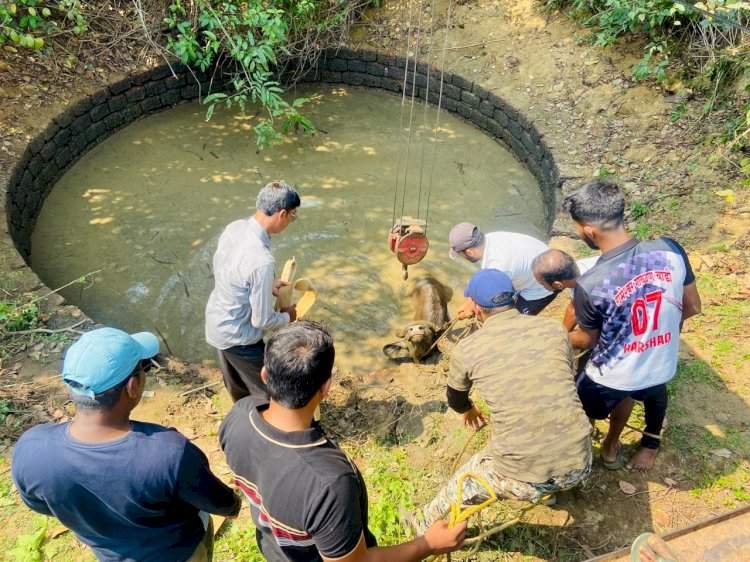 घावनळे येथे विहिरीत पडलेल्या गव्यांना वनविभागाकडून जीवदान.