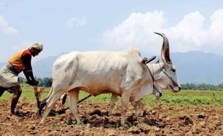 जामसंडे येथे २८ मे रोजी भाजप किसान मोर्चातर्फे भात शेतीवर मार्गदर्शन शिबिर.