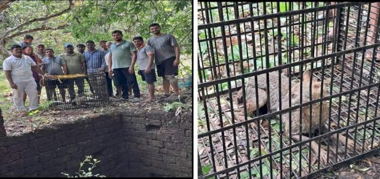 वेंगुर्ला येथे विहिरीत पडला कोल्हा; अथक प्रयत्नानंतर बाहेर काढण्यात वन विभागाला यश.