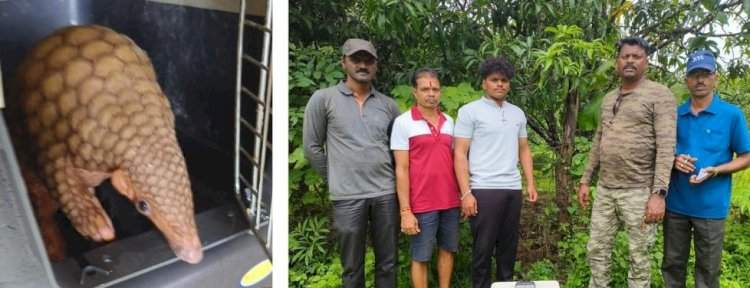 कांदळगाव येथे जाळ्यात अडकलेल्या खवले मांजराला वन विभागाकडून जीवदान.