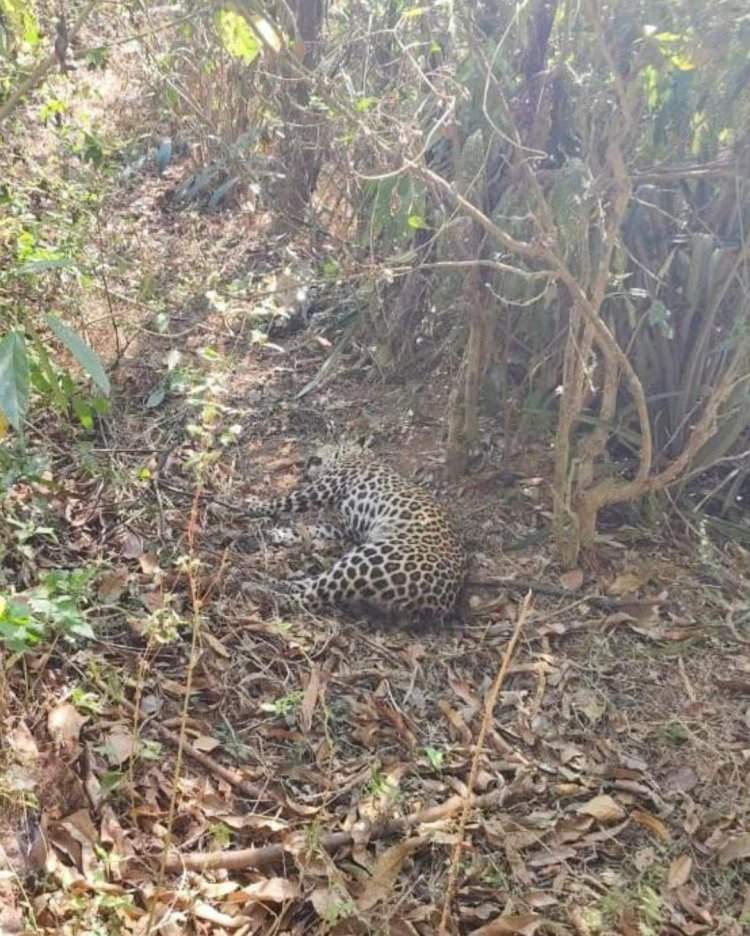 कुडाळ नेरूर येथे आढळला मृत बिबट्या