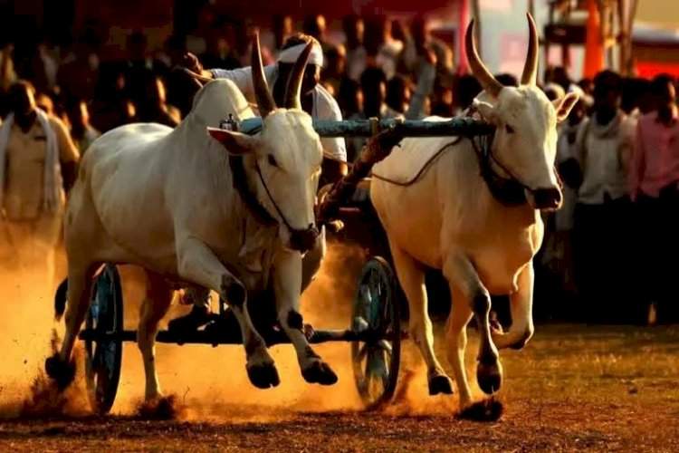 सावंतवाडी मळेवाड येथे १ मे रोजी जिल्हास्तरीय बैलगाडी स्पर्धा