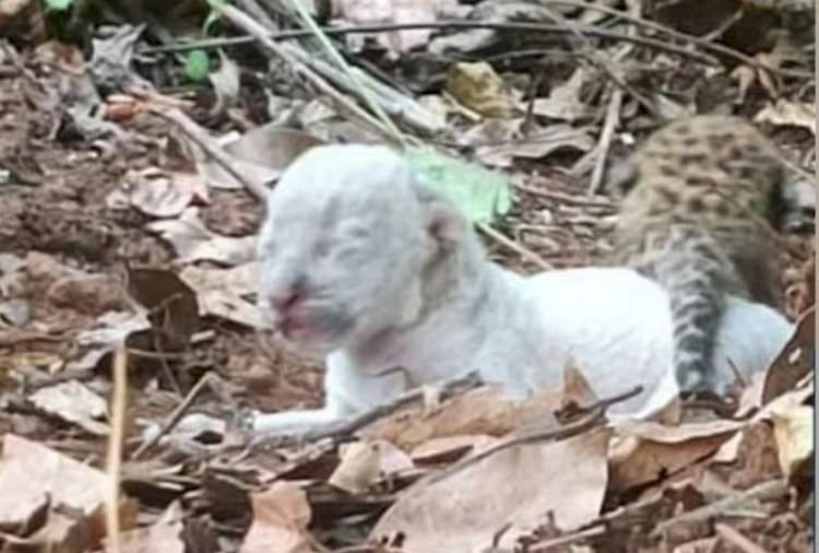 संगमेश्वरात आढळले बिबट्याचे पांढरे पिल्लू