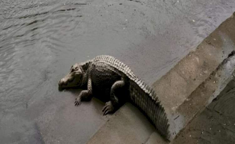 तेरेखोल नदीमध्ये मगरीचे दर्शन