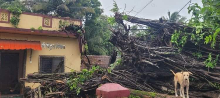 वटवृक्ष कोसळून दोन घरांचे नुकसान.....मालवण-चौके येथील घटना