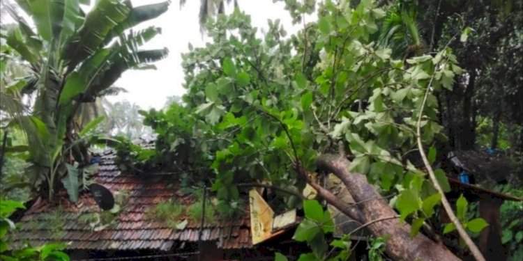 चराठा तळखांबवाडी येथे वादळी पावसामुळे दोन घरांवर  सागाचे झाड कोसळले