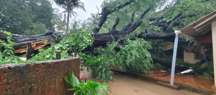 माजी सैनिक विश्रामगृहावर झाड कोसळून लाखोंचे नुकसान