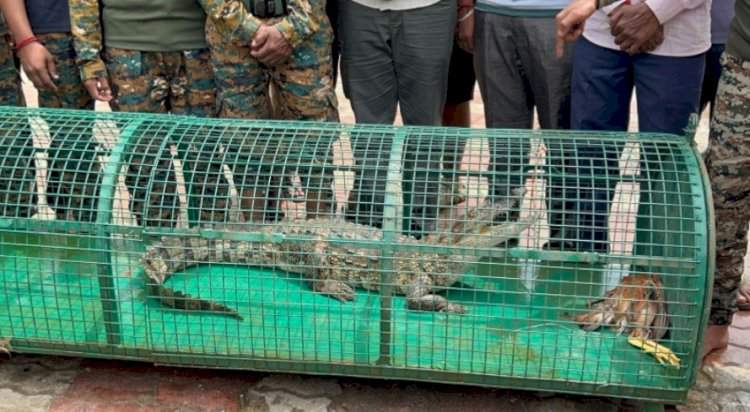 सावंतवाडी मोती तलावातील मगर जेरबंद