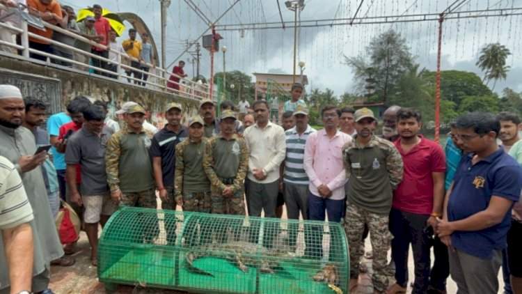 सावंतवाडी मोती तलावातील मगर जेरबंद