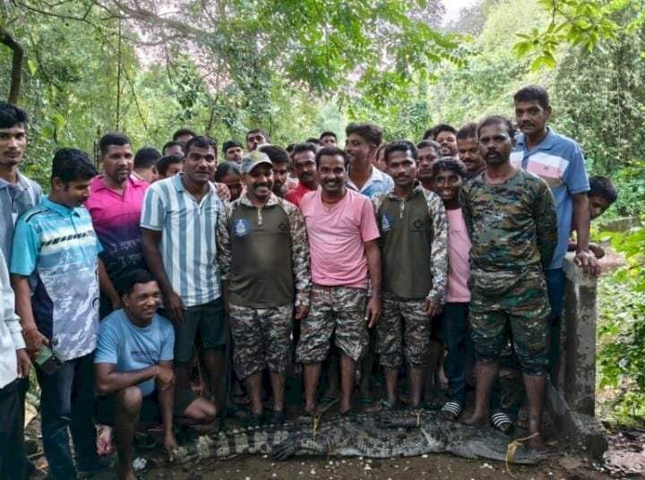 आडेली येथे मगर पकडण्यास वनविभागाला यश
