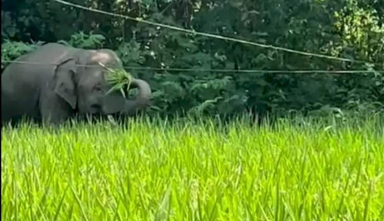 हत्ती पाहण्यासाठी गर्दी करू नका, सुरक्षितता पाळा......वनविभागाचा इशारा