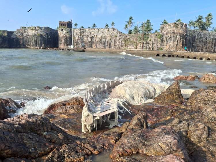 किल्ले सिंधुदुर्गलगत खडकांवर १७ फूट शार्कचा कुजलेला सांगाडा!......समुद्र खवळल्याने विल्हेवाटीची अडचण