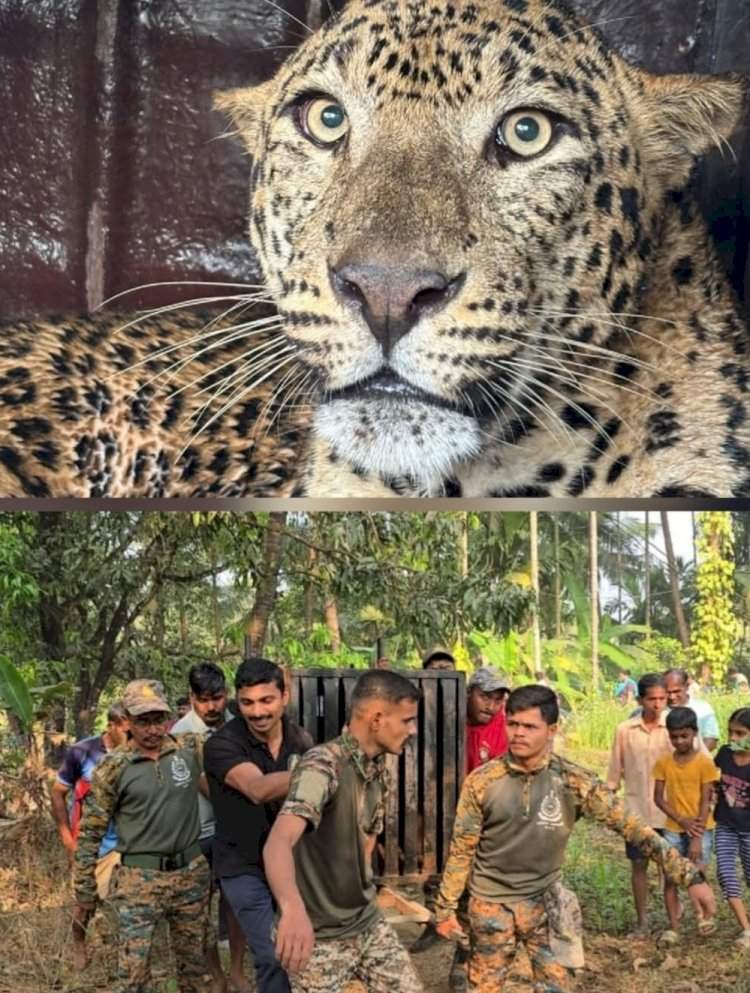 इन्सुलीत विहिरीत कोसळला बिबट्या