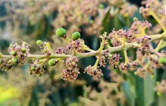 कोकणात हापूसचे फक्त १०% पीक