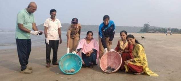 ऑलिव्ह रिडले प्रजातीच्या ५५ कासवांच्या पिल्लांना आचरा समुद्रात आले सोडण्यात