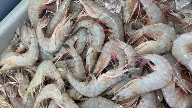 मत्स्य निर्यातीत महाराष्ट्र देशात दुसऱ्या स्थानी; सातासमुद्रापार पोहोचली कोकणची कोळंबी