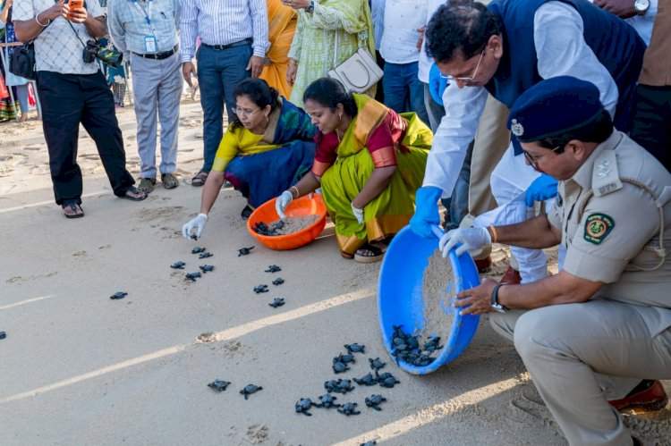 कासव महोत्सव २०२६....हजारो कासवांची पिल्ले किनाऱ्यावरुन महासागराकडे