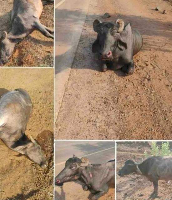 कासार्डेत अज्ञात वाहनाची म्हशींना धडक