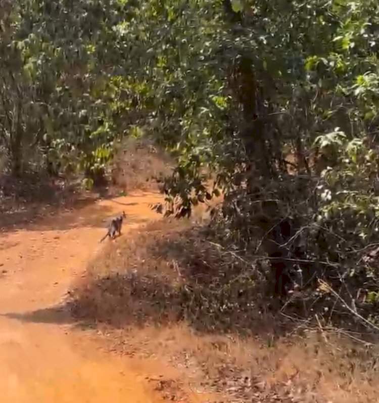 तळकट-कुंभवडे रस्त्यावर भरदिवसा बिबट्याचे दर्शन