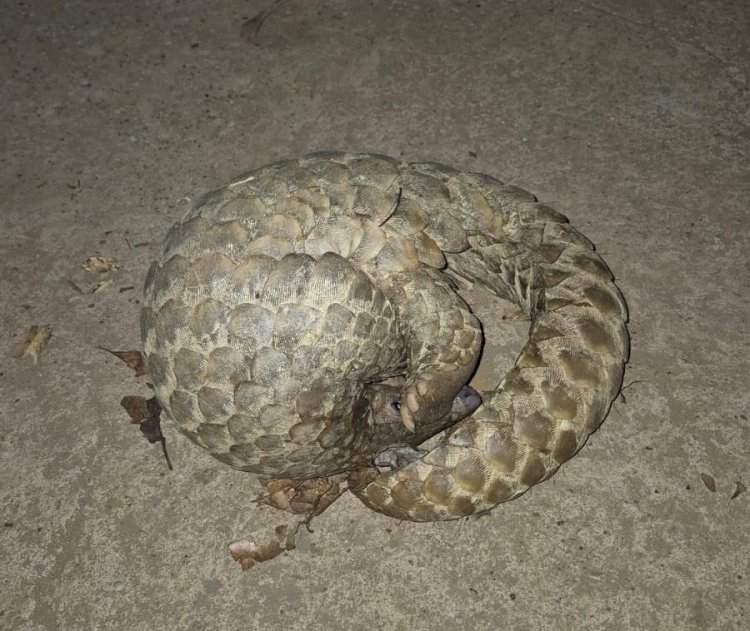 कुडाळ तालुक्यातील अणावमध्ये आढळले दुर्मिळ खवलेमांजर 