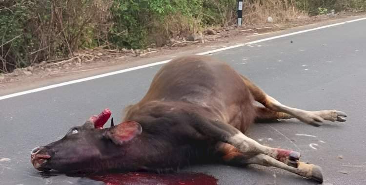 आंबोलीत अज्ञात वाहनाच्या धडकेत गव्याचा मृत्यू.....वन्यप्राण्यांच्या सुरक्षिततेचा प्रश्न ऐरणीवर