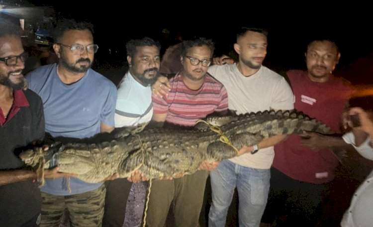 झाराप-कामळेवीर परिसरात सात फुट लांबीची मगर जेरबंद