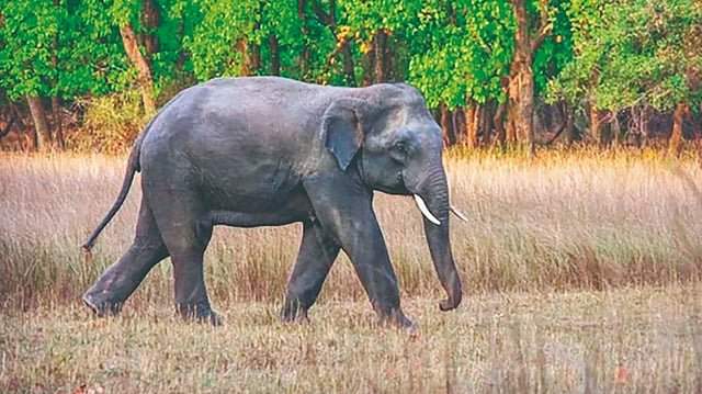 'ओंकार' हत्तीचा इन्सुलीत हैदोस; हल्ल्यात म्हैस ठार....वासरू गंभीर जखमी....शेतकऱ्याचे लाखाचे नुकसान