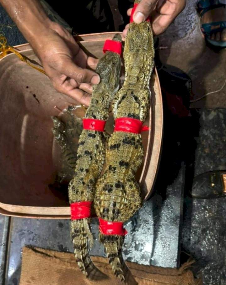 इन्सुलीत शेततळ्यात आढळली मगरीची १३ पिल्ले
