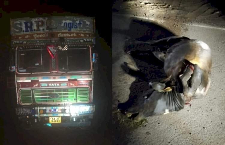 वझरे येथे ओव्हरलोड ट्रकखाली बैल चिरडला.....ग्रामस्थ आक्रमक....रात्रीची अवैध वाहतूक बंद करण्याची मागणी