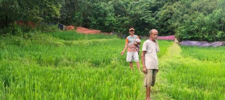मळगाव ब्राह्मणआळीत रानगव्यांचा धुमाकूळ......शेतकऱ्यांची भातशेती उद्ध्वस्त....हवालदिल शेतकऱ्यांचा वन विभागाला आंदोलनाचा इशारा