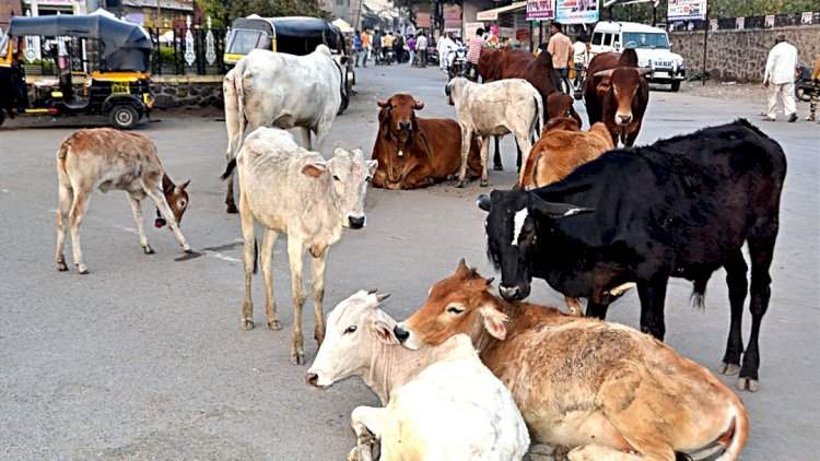 मालवणमध्ये मोकाट गुरांचा बंदोबस्त.....नगरपरिषदेची धडक कारवाई