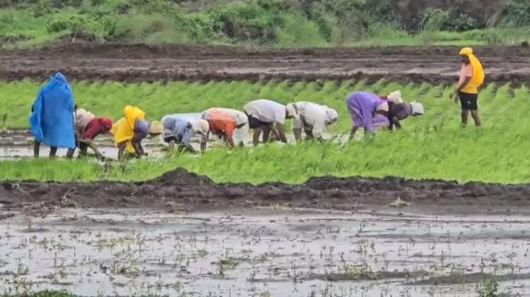 सिंधुदुर्गात ३५ वर्षांतील सर्वात कमी पाऊस;२९ टक्के तुटीमुळे बळीराजा चिंतेत